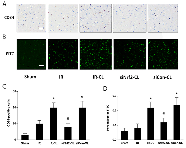 CL promotes angiogenesis after stroke.