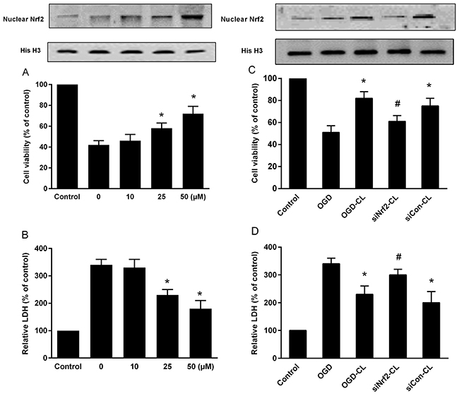 Effect of CL on cell viability and LDH release in primary culture of rat cortical neurons exposed to OGD.