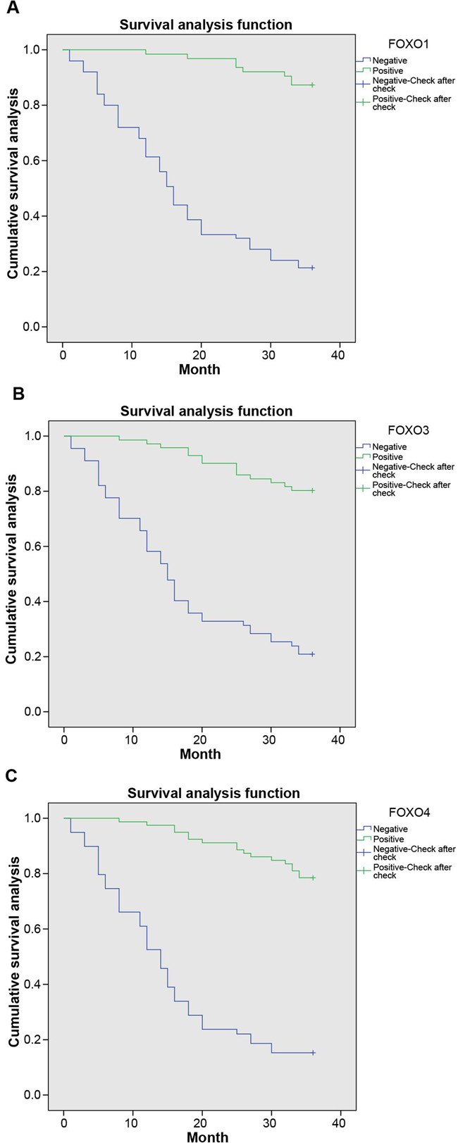 The Kaplan-Meier curve of associations between expression of FOXOs and survival time of patients with bladder cancer.