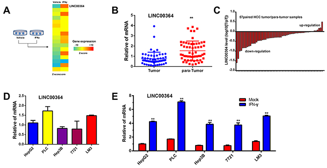 Interferon-&#x03B3; stimulated leads to LncRNA00364 upregulation in HCC.