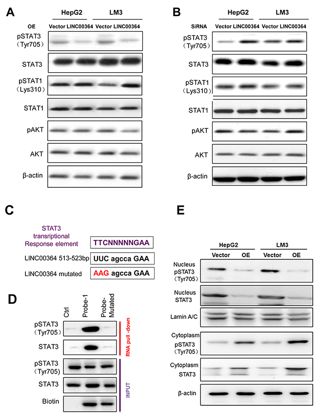 LncRNA00364 suppresses STAT3 phosphorylation on Tyr705.