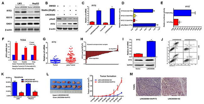LncRNA00364 increases apoptosis through upregulation of IFIT2 in vitro and in vivo.