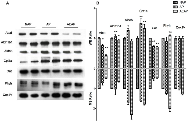 Western blot analysis of differential proteins.