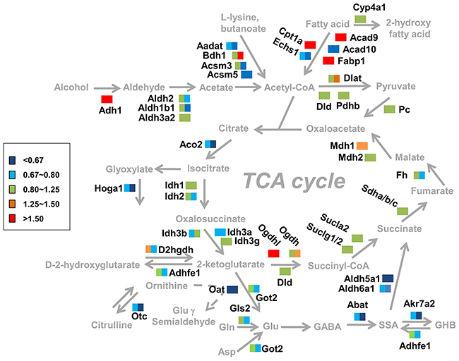 Summary of the changes in metabolic pathways observed in response to alcohol dependence.