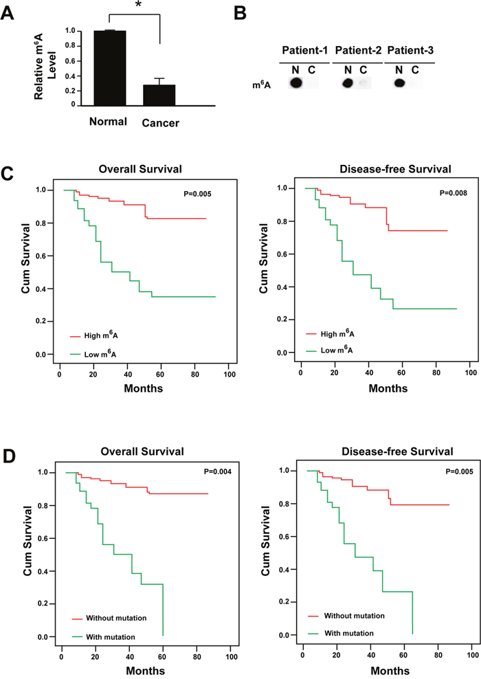 Reduced m6A is correlated with the poor prognosis of cervical cancer.
