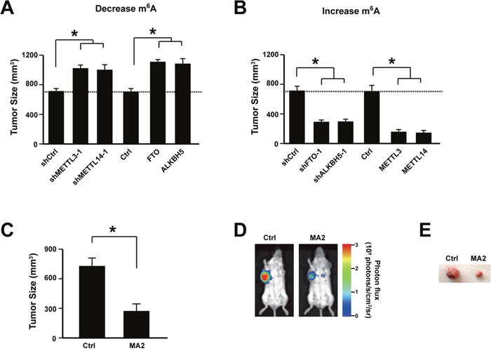 Increasing m6A level suppressed cervical cancer development in vivo.