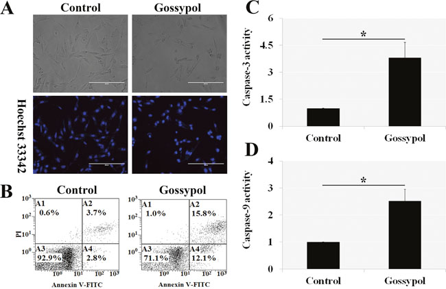 Gossypol induced mGSC apoptosis.