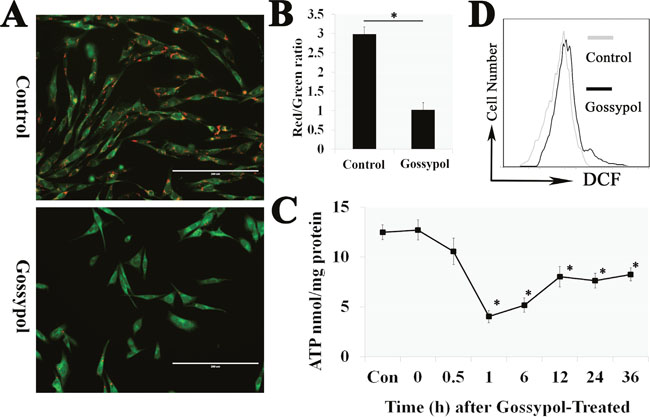 Gossypol caused mitochondrial dysfunction and the excessive intracellular ROS.