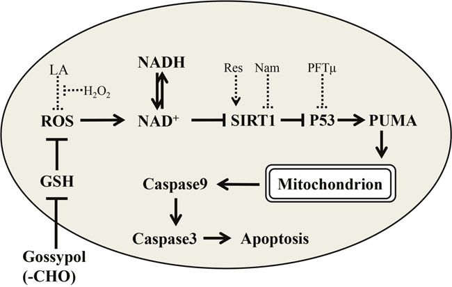 Schema showed the possible mechanism that the aldehyde group of gossypol induces apoptosis starting from the GSH depleted and following ROS-induced mitochondria dysfunction via SIRT1-p53-PUMA pathway.