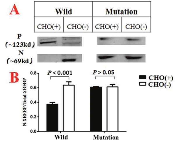 CHO(+) indicated groups treated with medium A1, while CHO(-) indicated groups treated with medium A2.