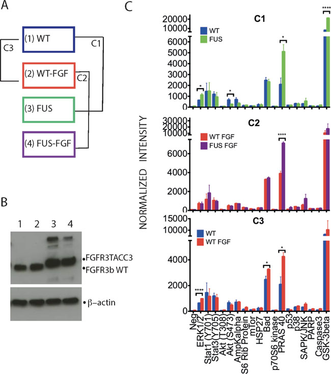 Phosphorylation profiles of selected intracellular signalling proteins allows initial comparison of WT and FUS and their responses to FGF stimulation.