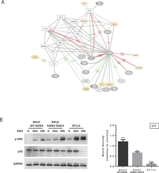 Further analysis of the relationship between FUS and TP53 based on C1 Reactome pathways 3 and 4.