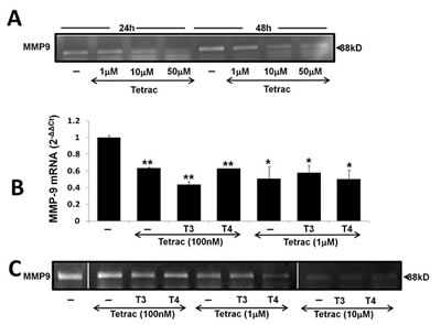 Tetrac blocks thyroid hormone-induced MMP-9 expression and activation.