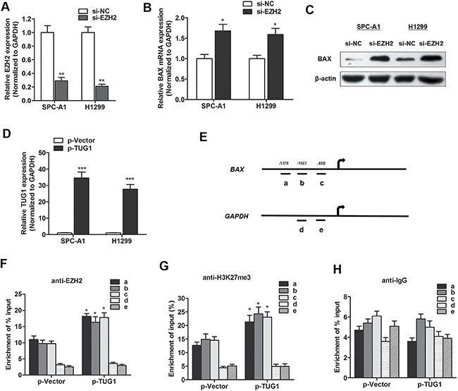 TUG1 suppressed BAX expression through interacting with EZH2.