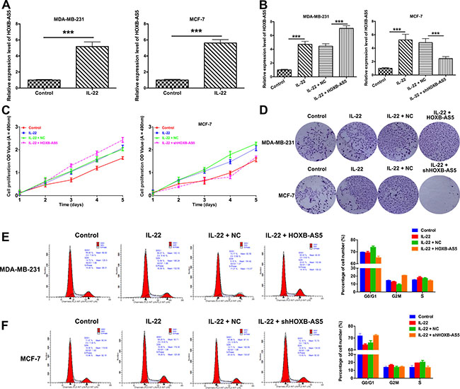 IL-22 increased HOXB-AS5 expression and promoted proliferation and cell cycle entry in BC cells.