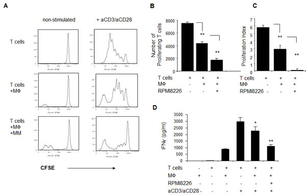 MM-educated macrophages suppress proliferation and IFN&#x3b3; secretion of autologous T cells in response to polyclonal stimulation .