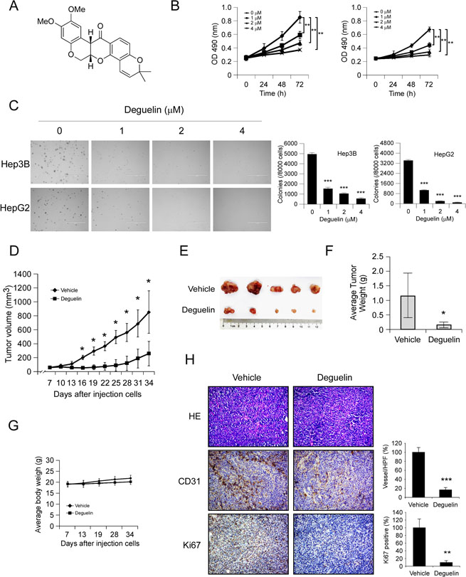 Deguelin inhibits hepatocellular carcinoma cells growth in vitro and in vivo.