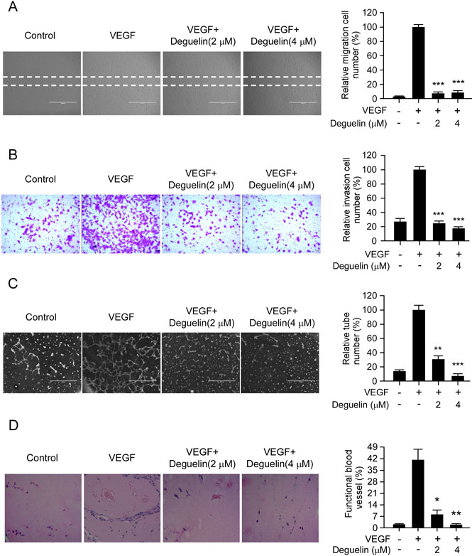 Deguelin suppresses VEGF-induced migration, invasion, capillary tube formation of HUVECs in vitro and VEGF-induced angiogenesis in vivo.