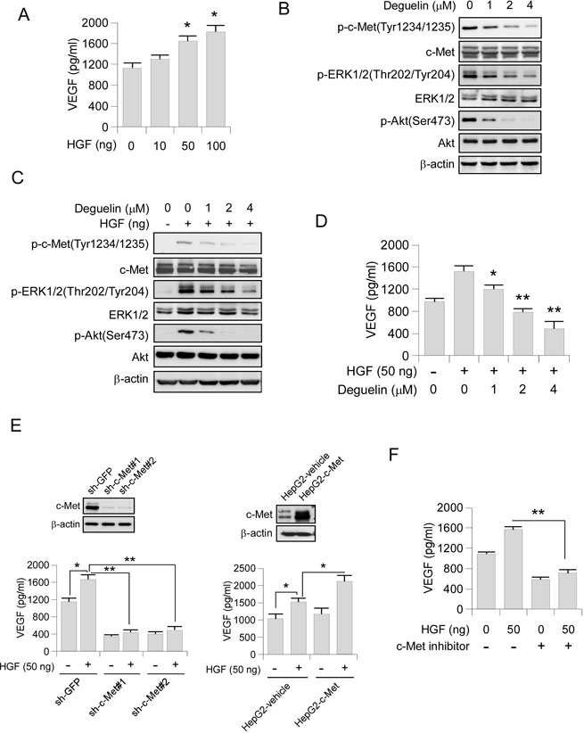 Deguelin inhibits VEGF production through HGF-cMet signaling pathway. (A