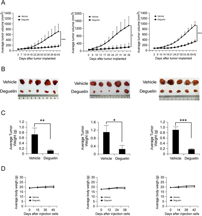 In vivo antitumor efficacy of deguelin in human hepatocellular PDX tumor models.