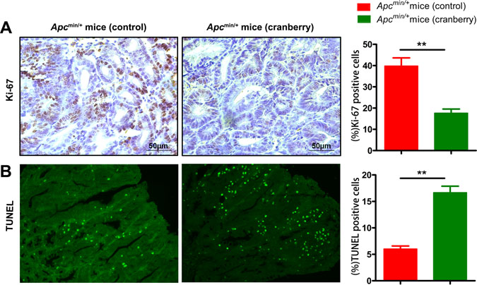 Cranberry supplementation inhibited proliferation and promoted apoptosis in intestinal tumors.