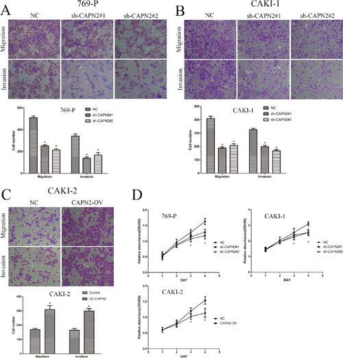 CAPN2 promotes cell migratory, invasive and proliferative potential of RCC cells.