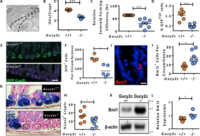 Gucy2c maintains the balance of Lgr5+ and Bmi1+ cells in crypts.