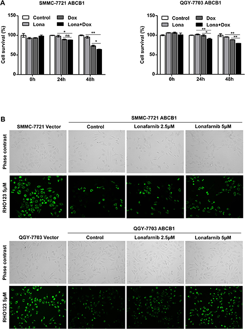 Lonafarnib reduces ABCB1-mediated chemoresistance in HCC cells.