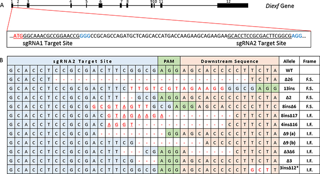 Diexf targeting using CRISPR/Cas9 system.