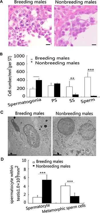 Differences in spermatogenesis between breeding and nonbreeding male NMRs.