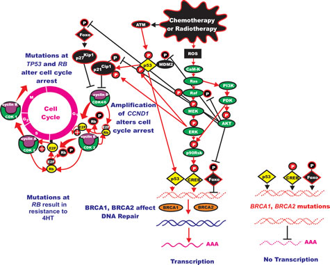 Induction of the Ras/Raf/MEK/ERK Pathway after Leukemia Therapy and Subsequent Effects on Cell Cycle Progression, Survival Pathways and Protein Translation.