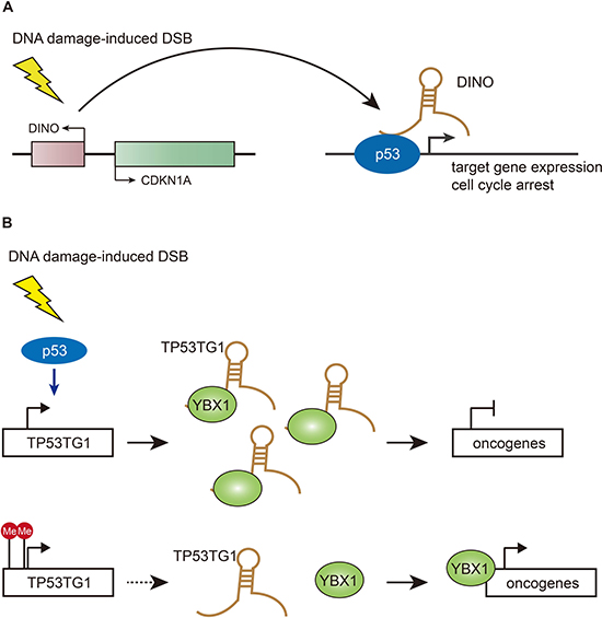 Functions of DINO and TP53TG1 in DSB repair pathways.