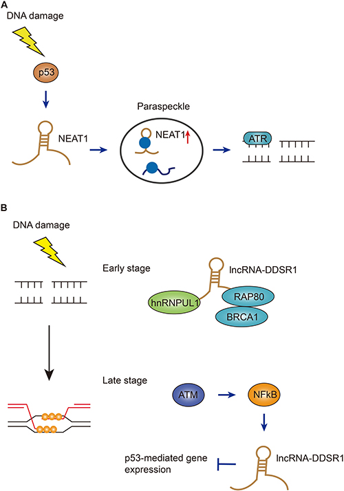 Functions of NEAT1 and DDSR1 in DSB repair pathways.