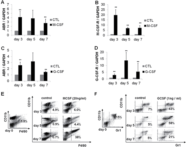 ABR expression is increased during myelopoiesis of mouse bone marrow cells.