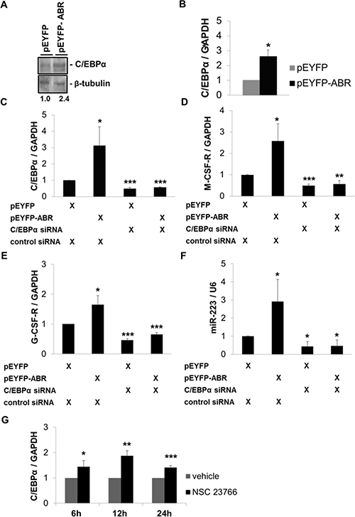 ABR induces C/EBP&#x03B1; expression and thereby increases the expression of M-CSF-R, G-CSF-R and miR-223.