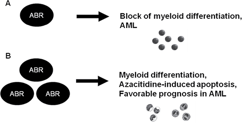 Schematic representation of a model for the role of ABR in normal myelopoiesis and in AML.