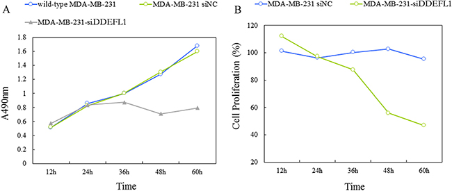 Proliferation curve of the DDEFL1 siRNA-NC transfection group and the DDEFL1 siRNA transfection group constructed by plotting absorbance against time using the MTT method.
