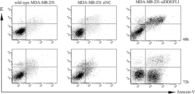 Apoptosis of MDA-MB-231-siNC, MDA-MB-231-siDDEFL1, and wild-type MDA-MB-231 as assessed by the Annexin V-FITC-labeled FACS method.