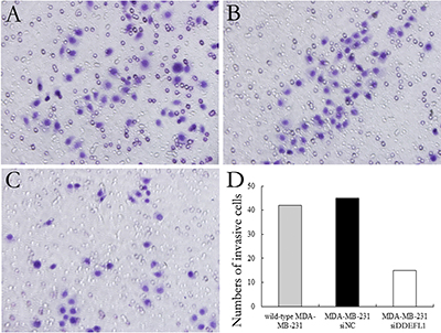 DDEFL1 siRNA transfection decreased the invasive ability of MDA-MB-231 breast cancer cells.