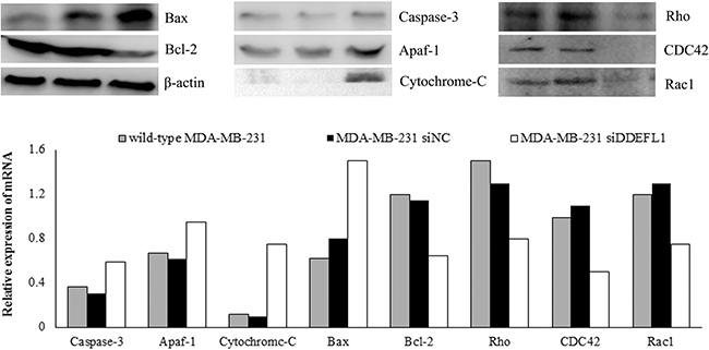 DDEFL1 siRNA transfection up-regulated the expression of apoptosis protein in MDA-MB-231.