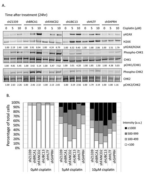 &#x3b3;H2AX is increased in the FA-, HR-, and TS-deficient cells in the presence of cisplatin treatment.