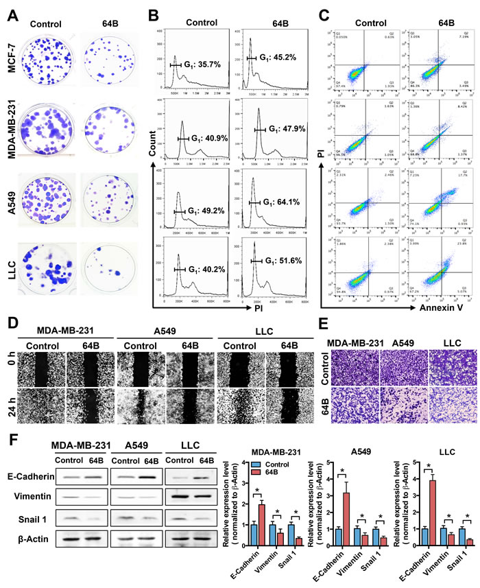 64B exerts potent cytotoxicity in tumor cells and impairs their motility.
