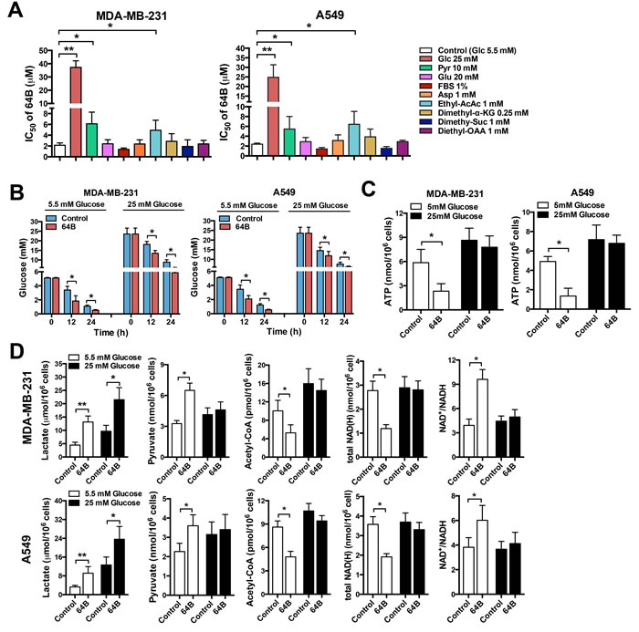 64B alters glucose metabolism and depletes ATP in tumor cells.