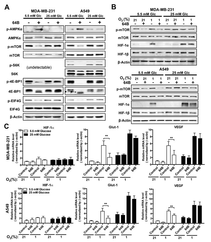 64B downregulates mTORC1 signaling and disrupts HIF-1 transactivation in tumor cells.