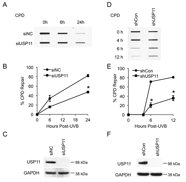USP11 promotes UV-induced DNA damage repair.