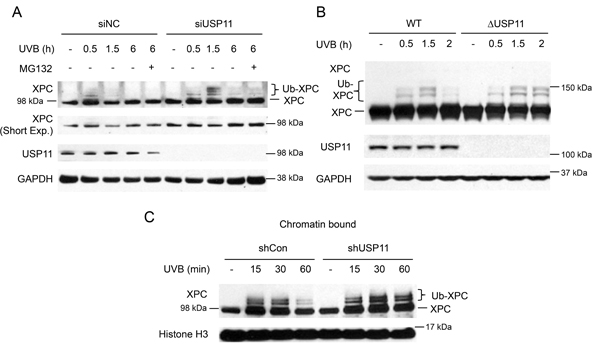 USP11 deubiquitinates XPC at the chromatin following UVB damage.