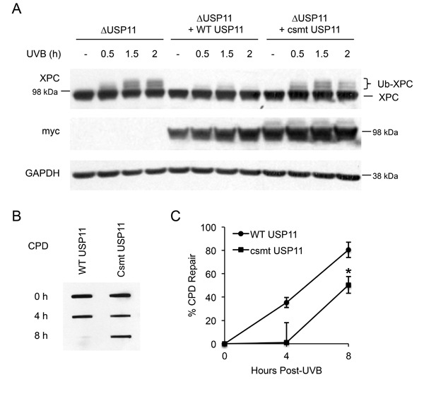 Catalytic activity of USP11 is essential to regulating XPC deubiquitination and NER after UVB exposure.