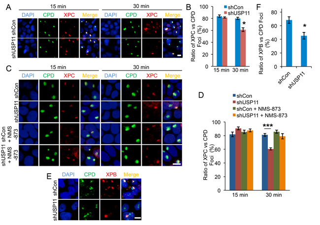 USP11 knockdown leads to premature dissociation of XPC from the DNA damage sites by VCP/p97.