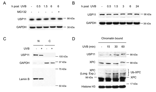 UVB induces USP11 recruitment to the chromatin.