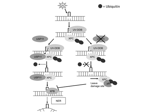 Schematic diagram of USP11 mediated regulation of XPC deubiquitination in nucleotide excision repair.